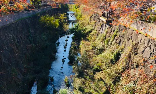 Fall Leaves Viewing in Nagoya