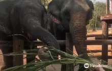 Taweechai Elephant Camp