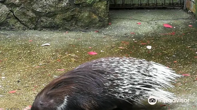 Piemājas zoo BRIEŽI