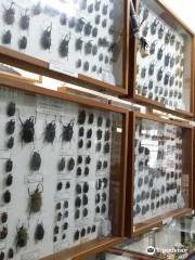 Museum of World Insects and Natural Wonders