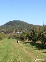 Pommeraie d'Or - Verger du Domaine de Lavoie