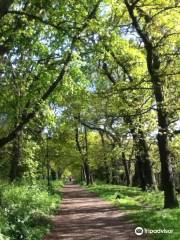 Sydenham Hill Wood and Cox's Walk, London Wildlife Trust