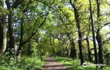 Sydenham Hill Wood