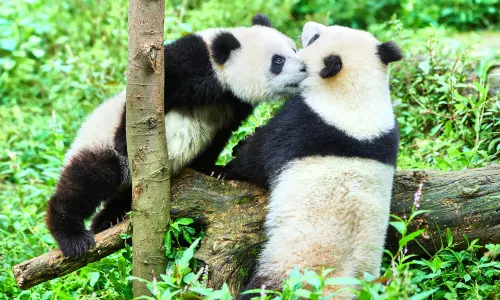 Bifengxia Panda Reserve