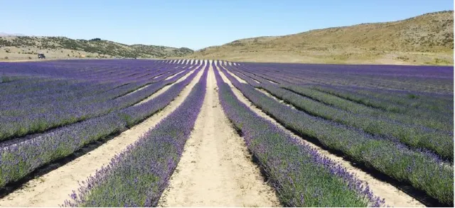 Embracing farm life: Niche Travel Choices in New Zealand