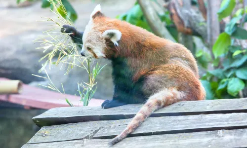 Smithsonian National Zoological Park