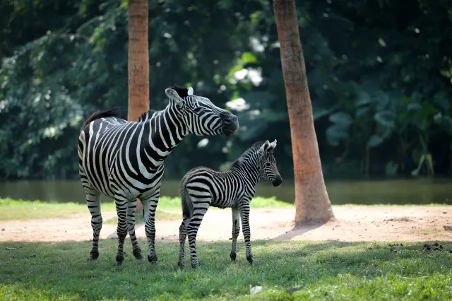 A Guide to the World's Top-10 Zoos