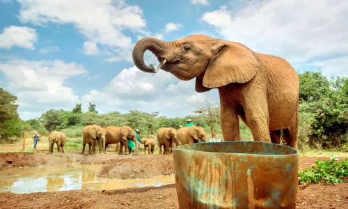 Sheldrick Elephant Nursery