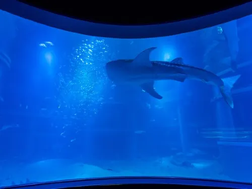 A Guide to the Best Aquariums in Japan