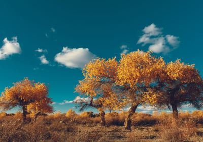 Xinjiang