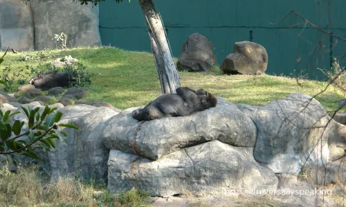 Zoologico Guadalajara