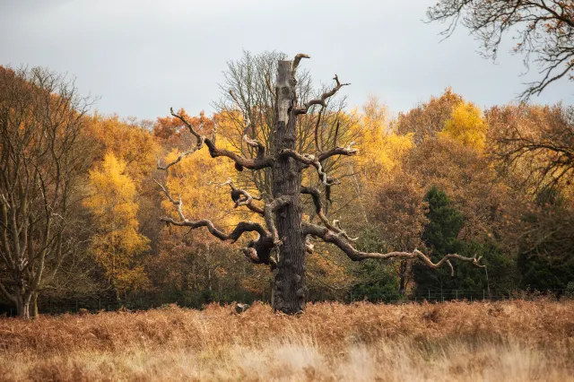 12 Wonderful Parks to Relax and Thrive in London