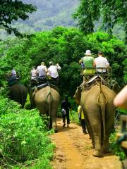 Elephant Interactions in Krabi