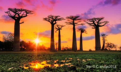 Baobab Avenue