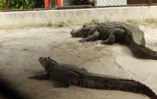 Wild Florida Airboats & Gator Park