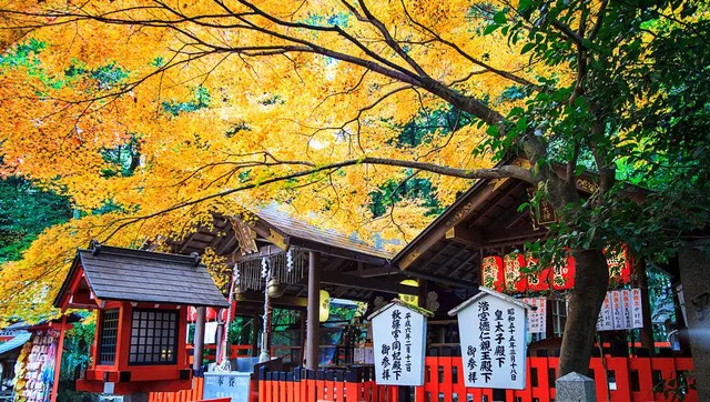 In Nara, The Old Capital of Japan, You Can Experience The True Japan and Appreciate The Cherry Blossoming As Well As The Maples!