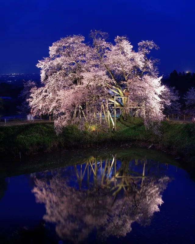 【2024福岡櫻花🌸】8 大福岡賞櫻靚位逐個捉！