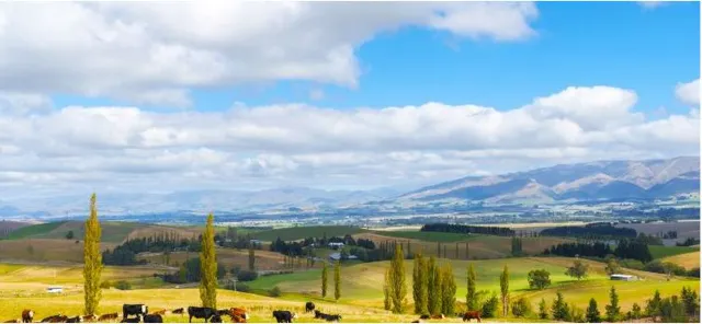 Embracing farm life: Niche Travel Choices in New Zealand