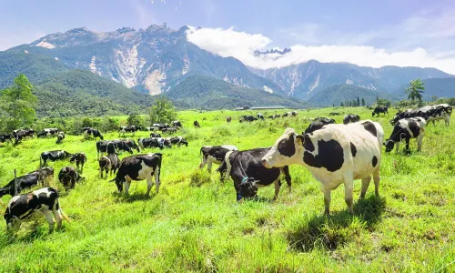 Ladang Tenusu Desa Cattle