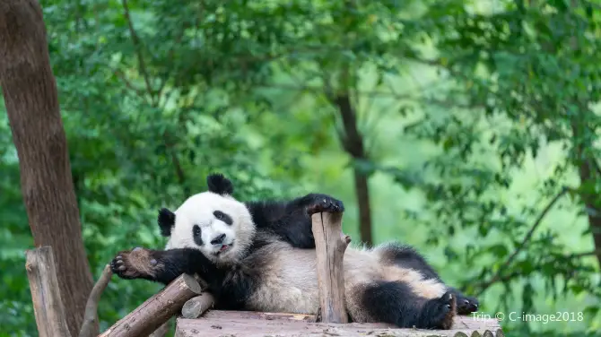 1_Chengdu Research Base of Giant Panda Breeding