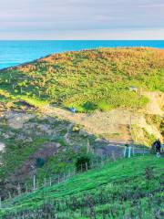 Bushy Beach Road