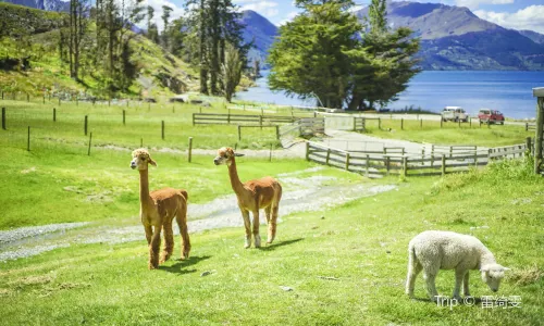 Walter Peak High Country Farm