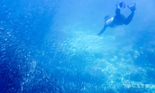 Moalboal Sardines Storm