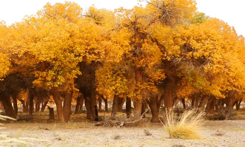 Hei Cheng-Ruoshui River Populus Euphratica Scenic Spot