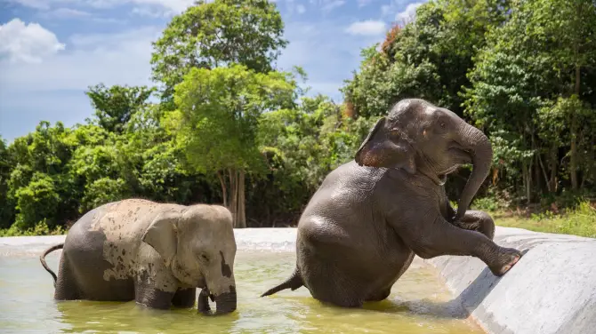 3_Elephant Interactions in Koh Samui