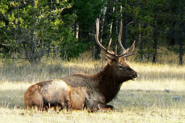 A practical guide to Banff National Park