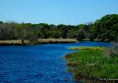 Nature Gem in Sarasota: Guide to Myakka River State Park