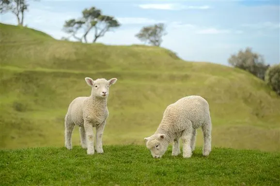 Embracing farm life: Niche Travel Choices in New Zealand