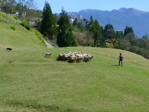 7 Special Experiences on Qingjing Farm, the Mini Switzerland in Taiwan