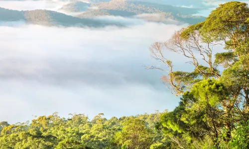 Tamborine National Park