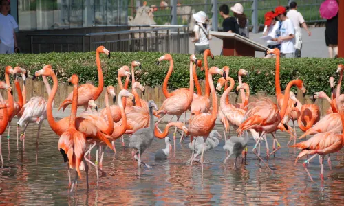 石家莊市動物園