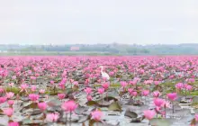 ทะเลบัวแดง at กุมภวาปี อุดรธานี