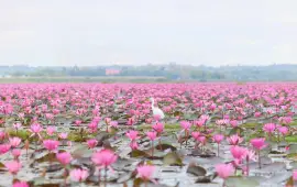 Red Lotus Lake