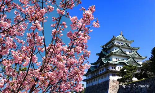 Cherry Blossom Viewing in Nagoya