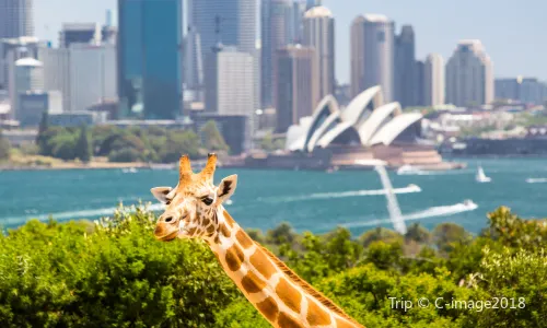 Taronga Zoo Sydney