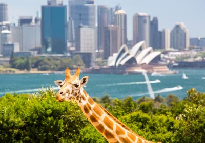 Taronga Zoo Sydney