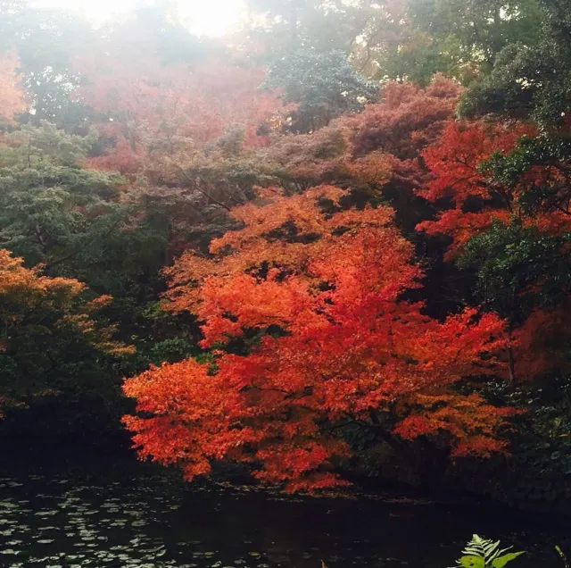 【日本紅葉2020】一葉知秋，8大福岡紅葉景點推介