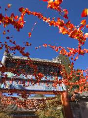 Beijing Fall Leaves Viewing