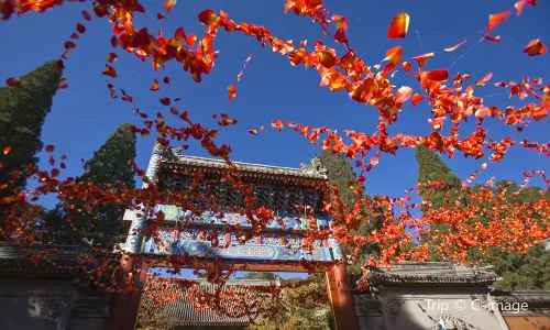 Beijing Fall Leaves Viewing