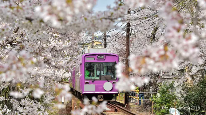 5_京都賞櫻花