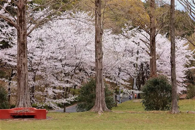 【2024福岡櫻花🌸】8 大福岡賞櫻靚位逐個捉！