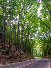 Mahogany Forest