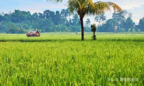 Ubud