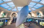 American Museum of Natural History