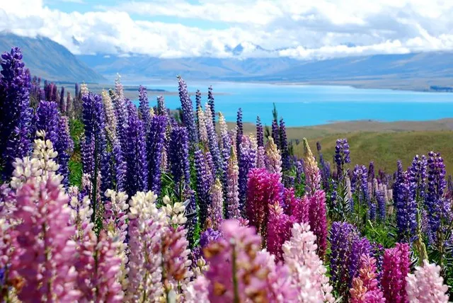 All Kinds of Blue, Such as Milky Blue, Azure Blue, Lazuli Blue, Etc., They Interpret the Lakes of New Zealand Incisively and Vividly.