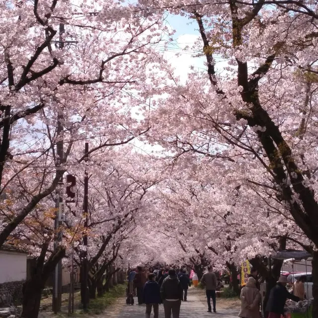 【2024福岡櫻花🌸】8 大福岡賞櫻靚位逐個捉！